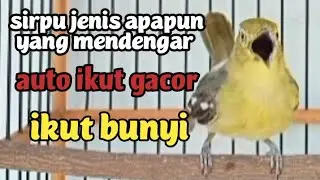cipow/sirtu  gacor FULL EMOSI cipoh jenis apapun yang mendengar auto ikut gacor dan ikut bunyi