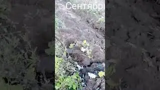 Осенняя вспашка