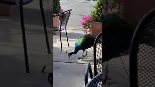 A Peacock at the Bagel Store