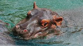 1 HOUR Hippopotamus Sounds!