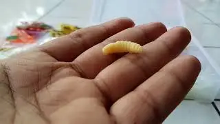 Cara Memasang Umpan Ulat Tiruan