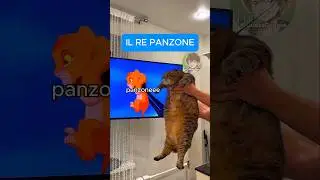 🐱 Vita da gatti (PARTE 2)