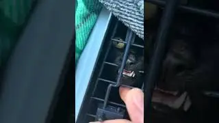 #шайлураптор #cat #индоминусяйца