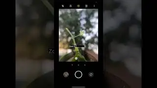 #flowerphotography #mobilephotography #shorts #youtubeshorts
