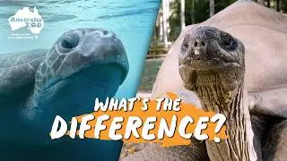 Turtles and tortoises, are they the same? | Australia Zoo Life