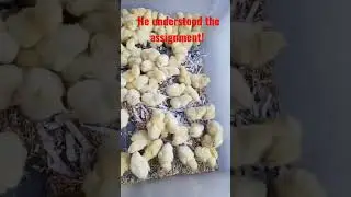 😱 Roast Chicken?! 🤫 #roast #chickens #offgrid