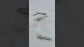 Ямал, 38 км дороги Лабытнанги катравож,рыбалка,жерлицы,щюка,удочка,начало метели