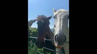 Drivers Licence ||Equestrian Music Video||