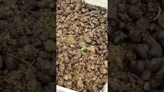 Лошадиные каштаны