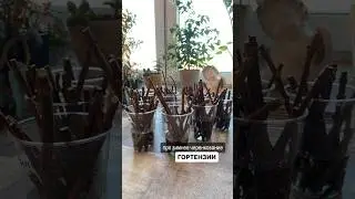 Приглашаю на свой курс «Основы черенкования для новичков»