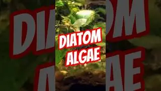 Get Rid of Diatom Algae Brown Algae in Your Aquarium 