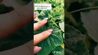 КАК УБИРАТЬ ЗАВЯЗИ ОГУРЦОВ