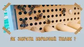 Як зібрати корисний пилок?