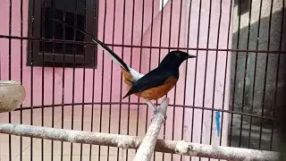 MURAI BATU GACOR PMBK
