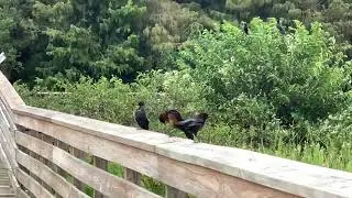 Female Boat-tailed Grackles Talking on Boardwalk at Green Cay Wetlands