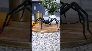 A ARANHA GIGANTE!!!