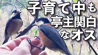 子育て中の野鳥のつがいが可愛すぎる〜ヤマガラのオスがメスを連れて来た　とりのる