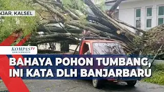 Bahaya Pohon Tumbang Ancam Warga, DLH Banjarbaru Buka Suara