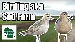 Birding at a Sod Farm?!? Rare Birds in a Weird Location