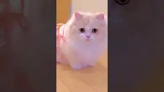 Cat lovers 😍#viralvideo #sorts #cats how to build body♥️♥️