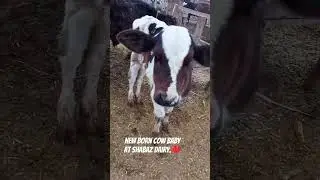 New Born Cow Baby | #winters #cow #lahore # #viral
