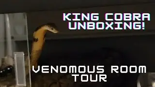I BOUGHT A KING COBRA... NOW WHAT?
