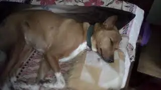 My cute sliping dogy in the bed lighting eyes