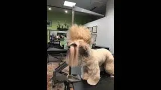 Dog's New Hair Style Look S o Cool