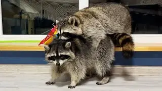 RACCOON MATING GAMES / Morning of Gora and Notya after a night of love