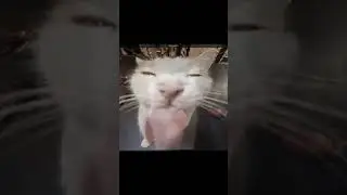ПОН ПОН