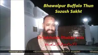 Bhawalpur Buffalo Thun Sozash Sakht