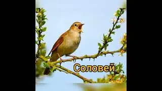 Христианский стих "Соловей"