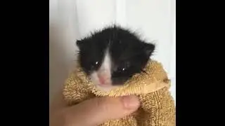 chinese man screams at cat