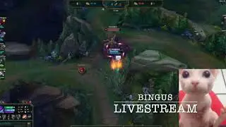 Bingus play video game