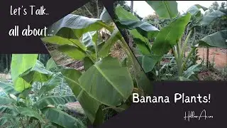 Banana Plants | How to care for, transplant, and maintain