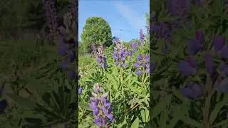 Полет шмеля. В люпинах! 💜🐝 Н.А.Римский-Корсаков