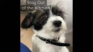 Stay Out of the Kitchen
