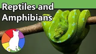 Reptiles and Amphibians | Animal Fact Files