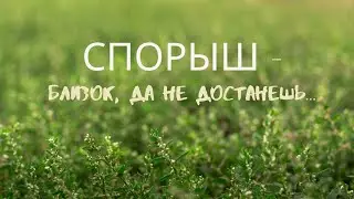 Спорыш - близок, да не достанешь ...