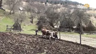 Asta - i viața de la munte.  Aratul cu boii!
