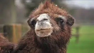 Cumtown - Camels