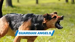 Guardian Angels: Top 7 Dog Breeds Protecting Against Predators