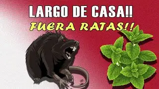 3 Plantas para Ahuyentar Ratas y Ratones de tu Casa ¡SIN MATARLOS!