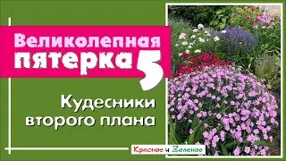Пять лучших многолетников второго плана для  сада.