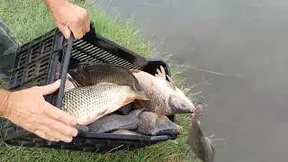 Sezonul de pescuit de toamna. Hai la#pescuit pe Lacul Boteni 1. Repopulare cu crap. Fir Intins !!!