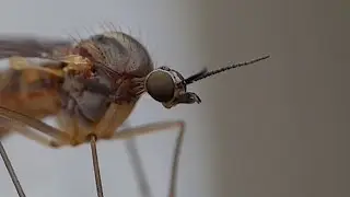 The Crane Fly - Macro Videography - Panasonic Lumix + Raynox - Macro Shots