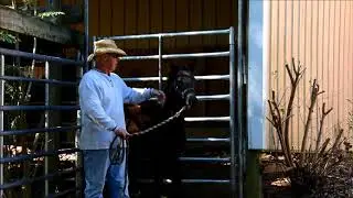 black filly