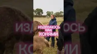 ИЗДЕВАЮСЬ НАД КОНЯМИ