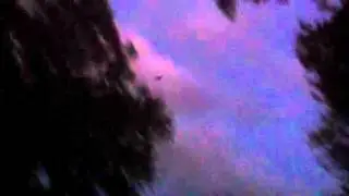 Bats!