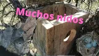 Revisando las cajas (nidos) sorpesas